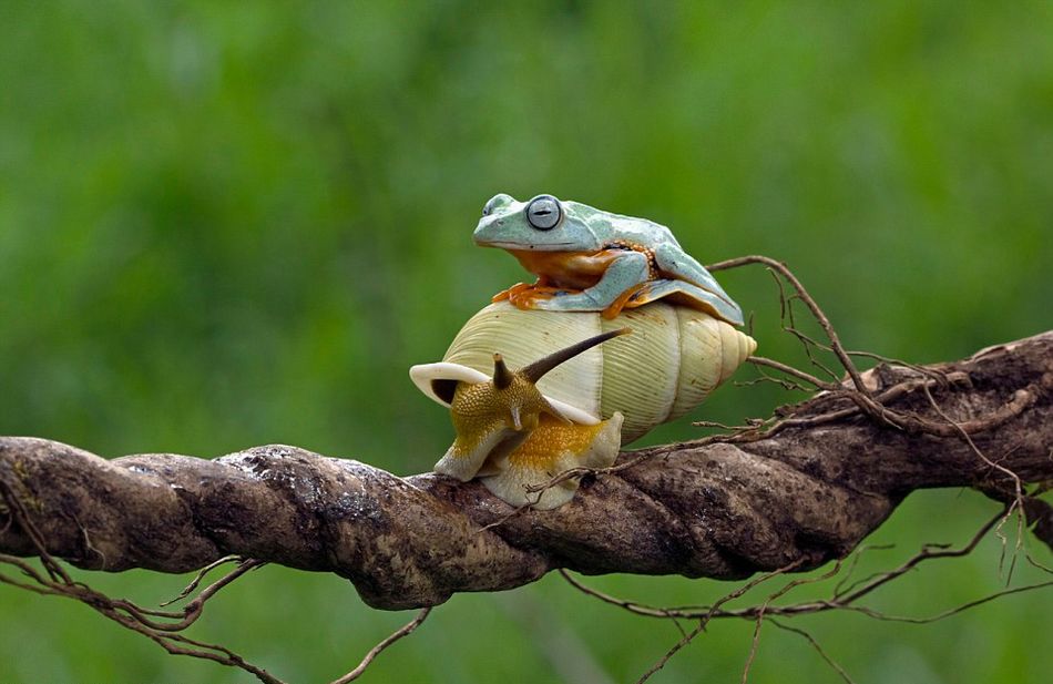 ӡӰʦԼҺ԰׽һֻţϡĻ