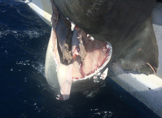 澳大利亚渔民展示鲨鱼身体残骸照片 称当地面临食人鲨泛滥的灾难