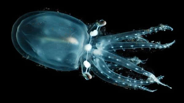 ����Ȼ���кܶ���������飬���оͰ���͸��������������������������صĶ���֮һ������һ������㣬���ѱ����֡���ʵ�ϣ������������ٺ��۾�����������ȫ��͸������ͬ