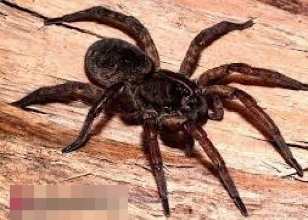专家指狼蛛并非靠结网捕杀,而是主动追捕猎物,故以此为名。