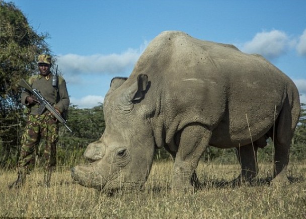 苏丹是全球硕果仅存的雄性白犀牛