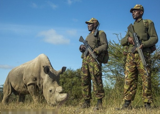 当局派人日夜持枪守护苏丹,免它成为猎人的目标。