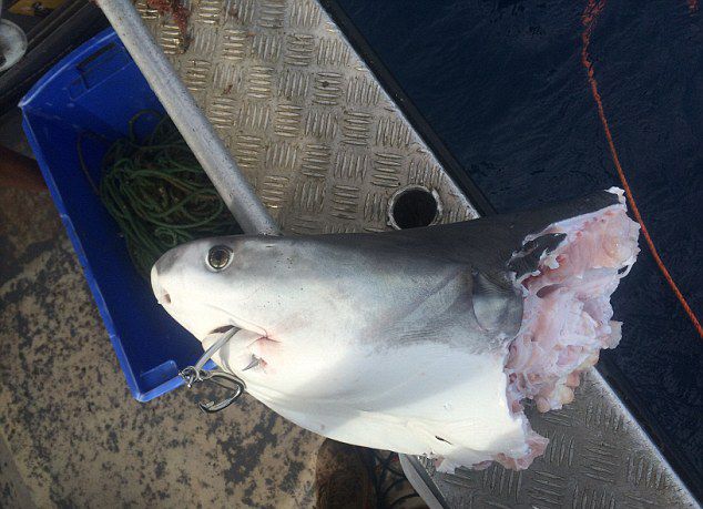 有鲨鱼的鱼头脱落,死状甚为恐怖。