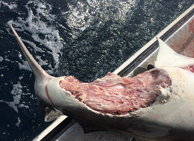 有专家认为,更大更凶猛的鲨鱼品种出现,令该海域生态有变。