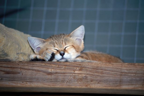 ɳĮɳè�ѱ���Ϊ��Σ���� �����ʺ���Ϊ��������