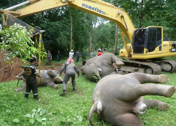 当局事后将3头大象移走安葬。