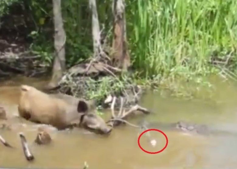 �οʹӴ��������������Ȧ������Ұ���߳��ӱߣ���ͼ�����ǳ�Ϊ��������