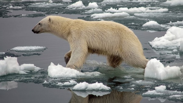 ���о�ָ�������޷��趬�߰��Ѽ���