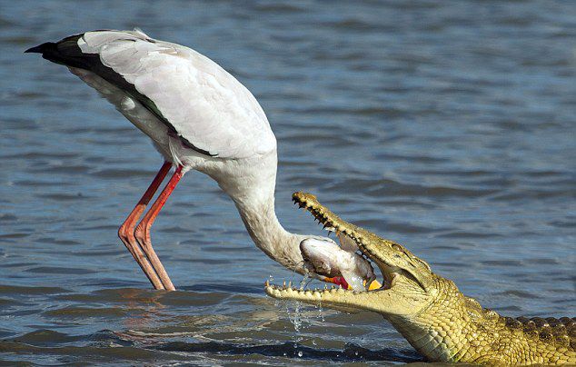 坦桑尼亚塞卢斯禁猎区鳄鱼强抢鹳嘴里的半个鱼头