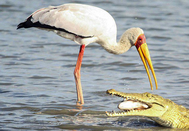 坦桑尼亚塞卢斯禁猎区鳄鱼强抢鹳嘴里的半个鱼头