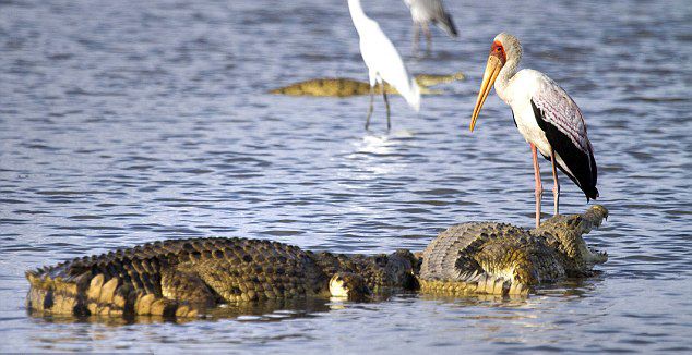 坦桑尼亚塞卢斯禁猎区鳄鱼强抢鹳嘴里的半个鱼头