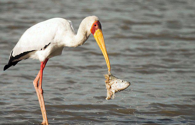 坦桑尼亚塞卢斯禁猎区鳄鱼强抢鹳嘴里的半个鱼头