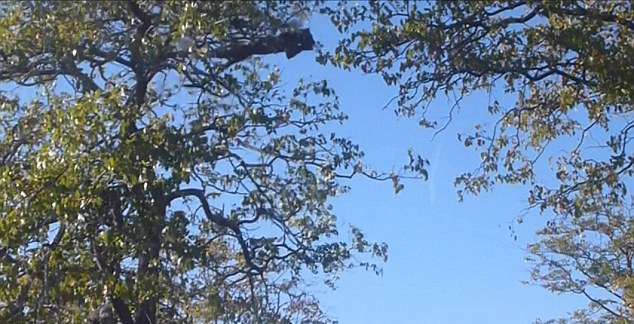 南非克鲁格国家公园惊现掌握“飞天”绝技的花豹