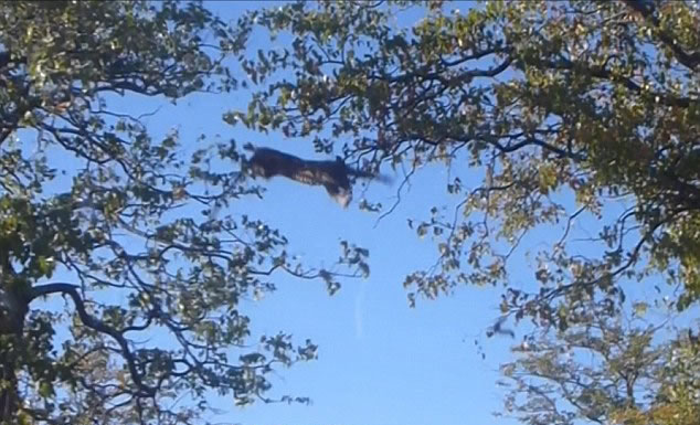 南非克鲁格国家公园惊现掌握“飞天”绝技的花豹