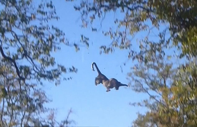 南非克鲁格国家公园惊现掌握“飞天”绝技的花豹