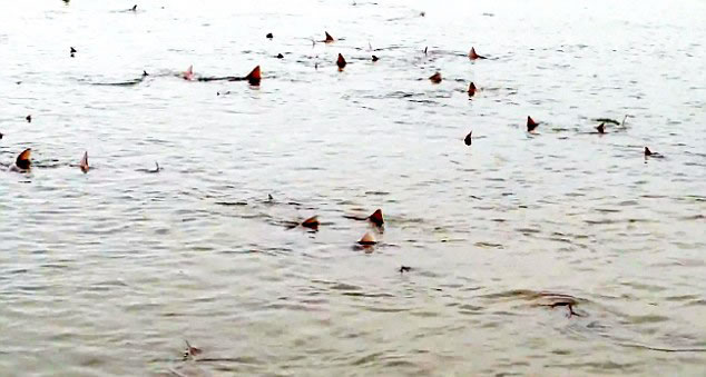 英国奇切斯特自然保护区附近浅海域无齿鲨鱼出没