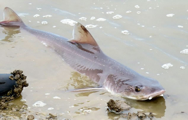 英国奇切斯特自然保护区附近浅海域无齿鲨鱼出没