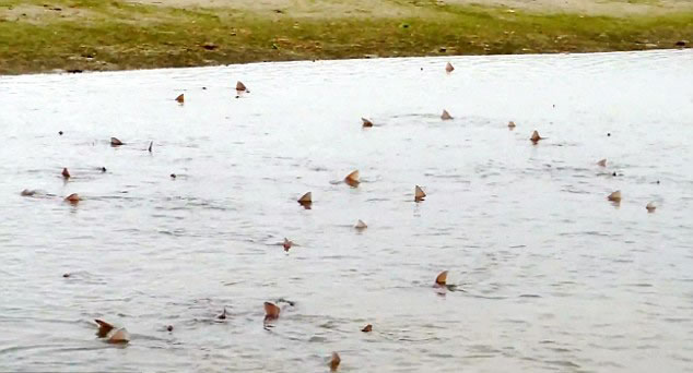 英国奇切斯特自然保护区附近浅海域无齿鲨鱼出没