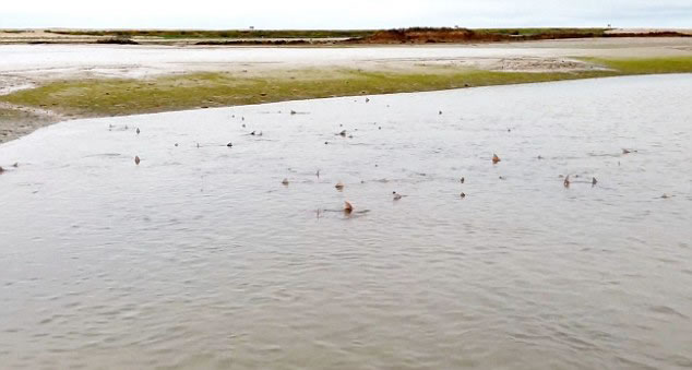 英国奇切斯特自然保护区附近浅海域无齿鲨鱼出没