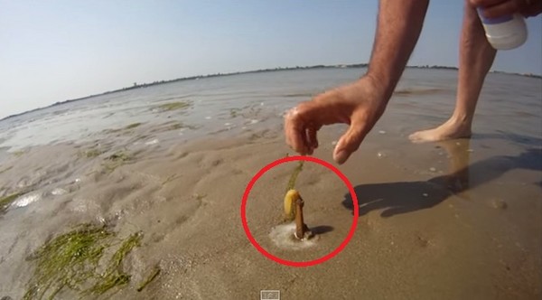 ������Ӣ���Ϻ���ɳ̲��ʾ�����ץ�����ɡ�