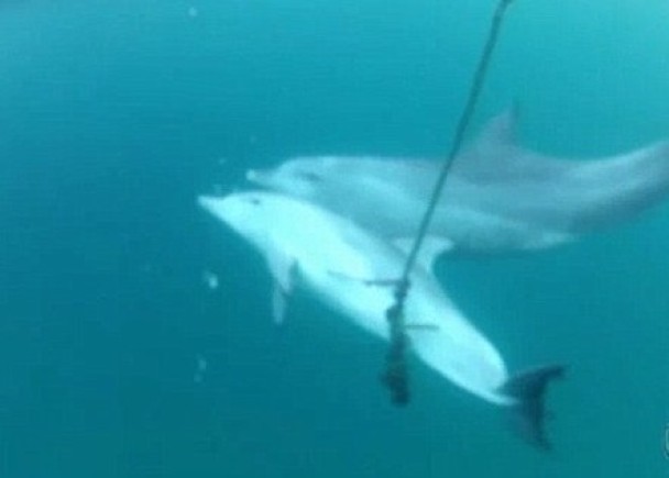 小海豚腹部中鈎