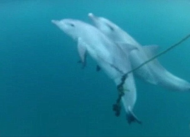 母豚(后)努力拯救小海豚无方