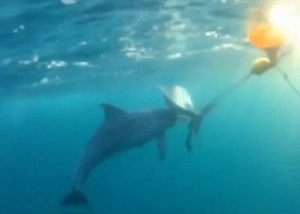 母豚只好撑起海豚,让它可以呼吸。