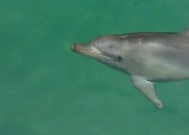 小海豚获命名为“卡拉”。