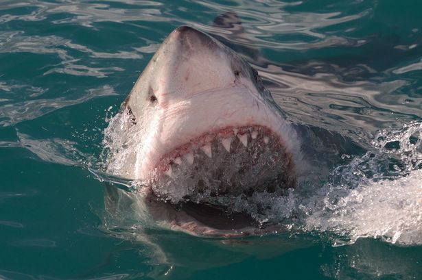 ��Ӱʦ��ͷ��¼����貶ʳ������ë������׳�۳���