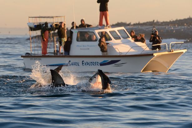 ��Ӱʦ��ͷ��¼����貶ʳ������ë������׳�۳���