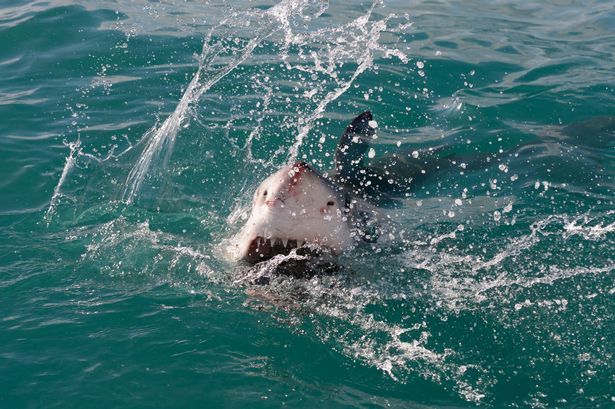 ��Ӱʦ��ͷ��¼����貶ʳ������ë������׳�۳���