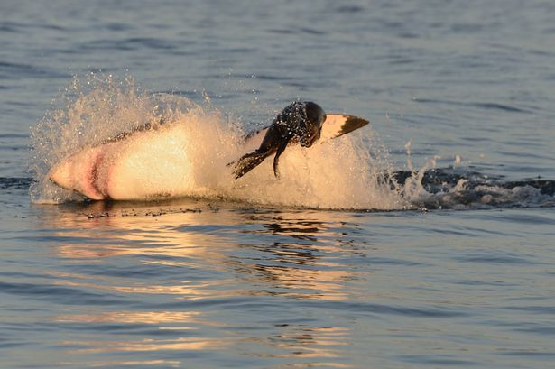 ��Ӱʦ��ͷ��¼����貶ʳ������ë������׳�۳���