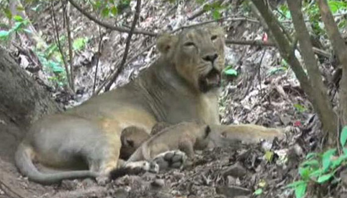 4只雌性亚洲狮近日诞下11只小狮子