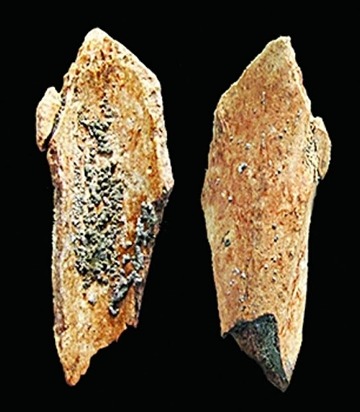 河南灵井许昌人遗址发现古人类肢骨化石