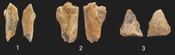 古人类化石:股骨、顶骨