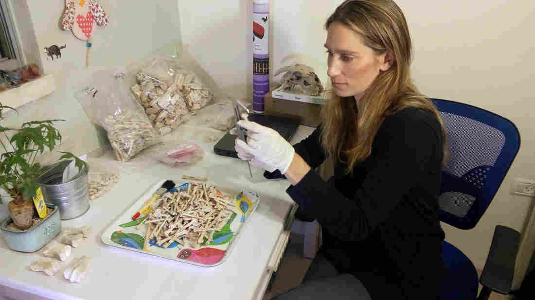 ɫϲһŴó·ϵһMareshaֵļĲк