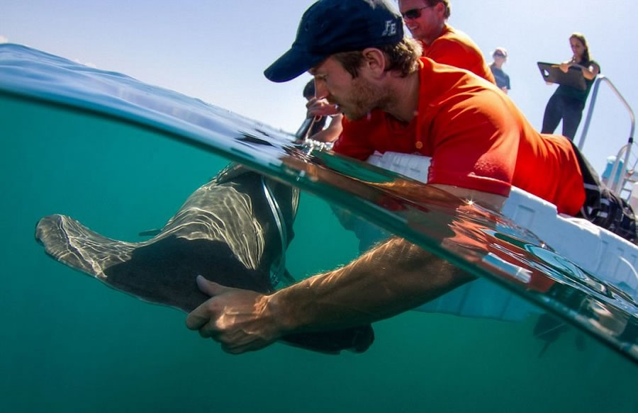 美国海洋科学家为研究大胆捕获双髻鲨