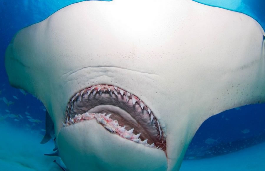 美国海洋科学家为研究大胆捕获双髻鲨