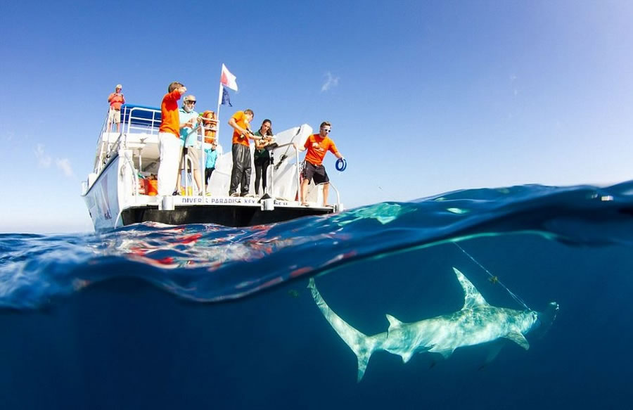 美国海洋科学家为研究大胆捕获双髻鲨