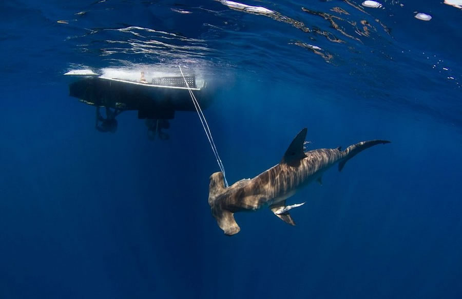 美国海洋科学家为研究大胆捕获双髻鲨