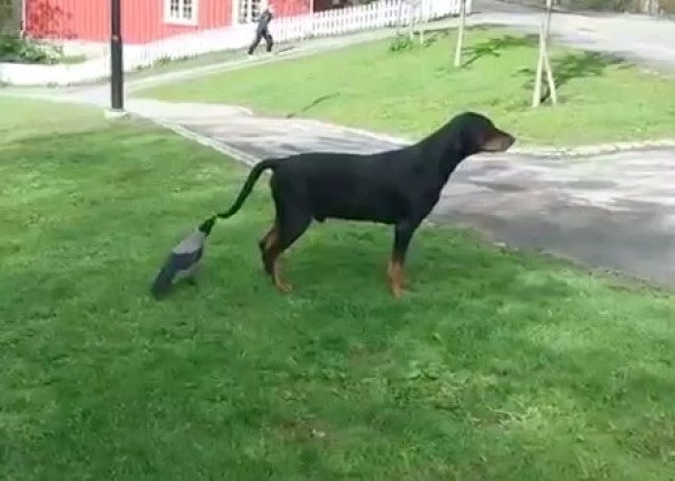 ��ѻ���ջ������󹷵�β��һ��