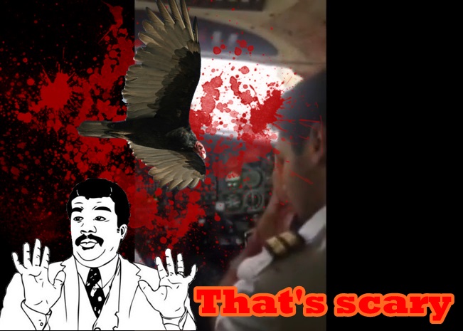 С�ͷɻ���׼����ɣ�һֻͺӥͻȻײ�ڻ�ͷ֮�ϡ�