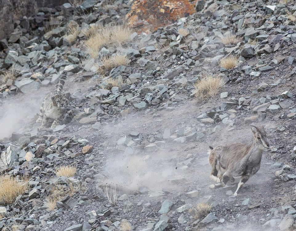 岩羊从饥饿的捕食者身边逃脱