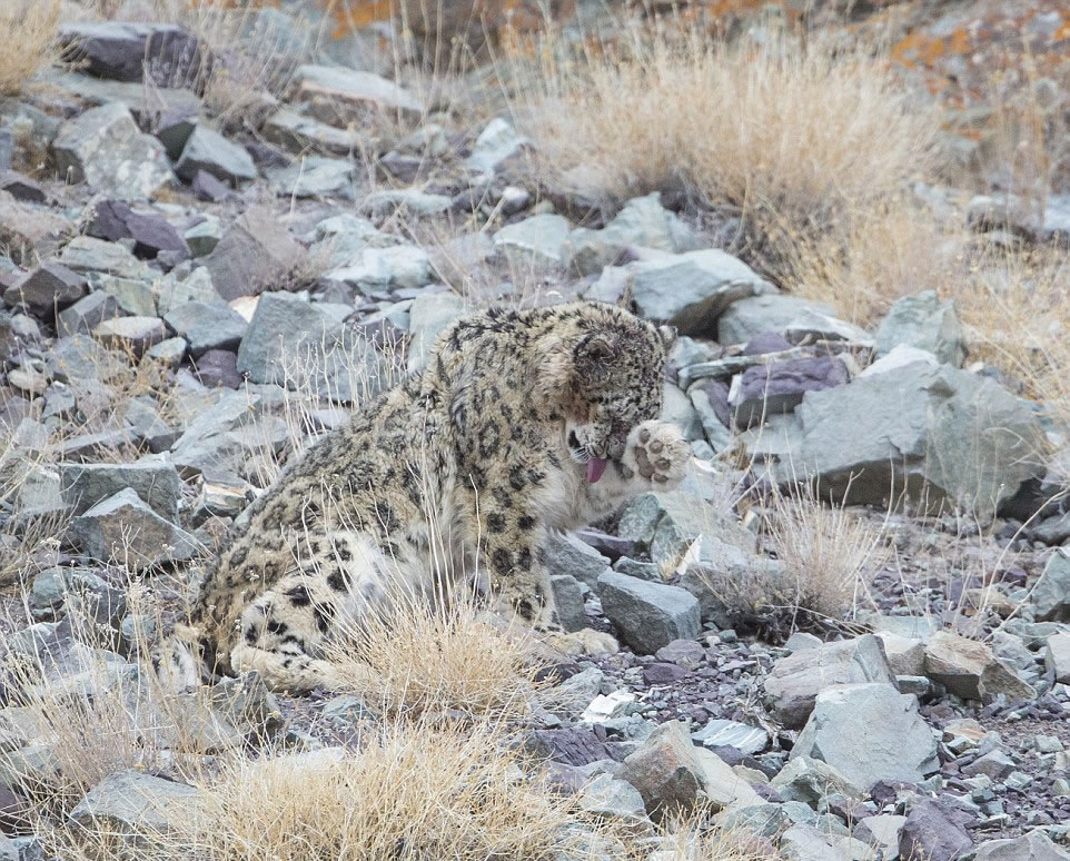 到了晚上,喜马拉雅山下在拉达克村外气温降到零下25℃