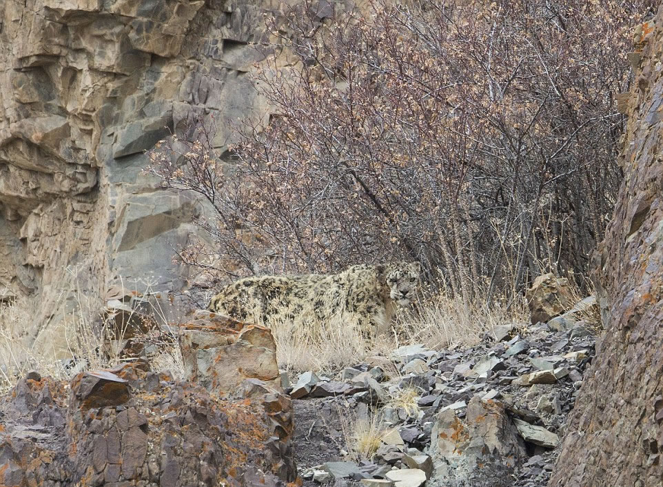 雪豹具有很好的融入背景的能力