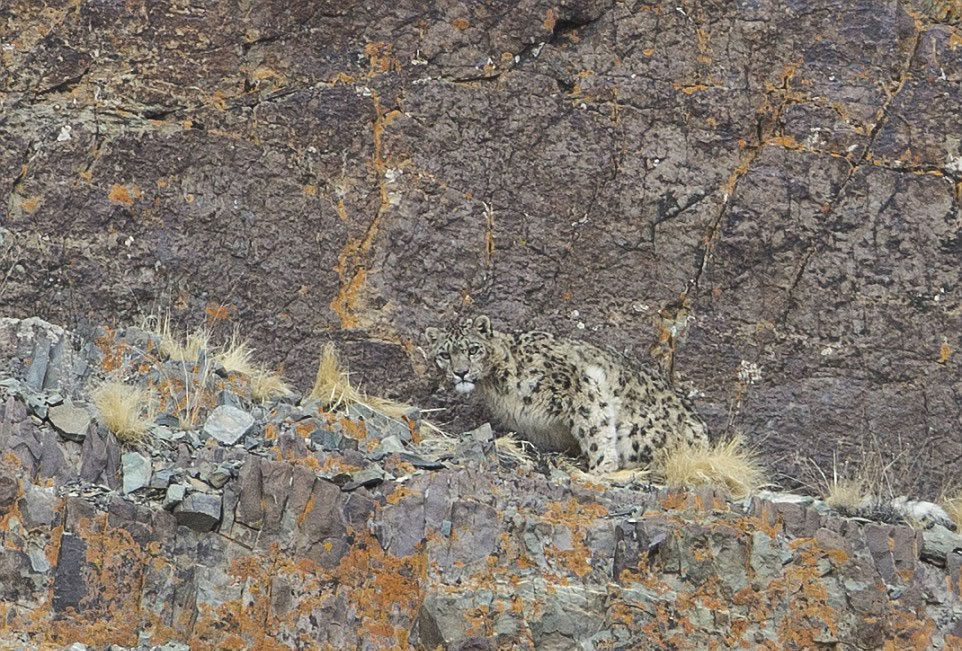 因为雪豹生活的都是一些世界上最偏远的地区,所以它们很少被拍到