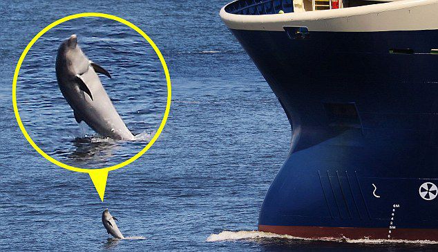 摄影师在苏格兰海域拍摄到一群海豚围绕轮船嬉戏的画面