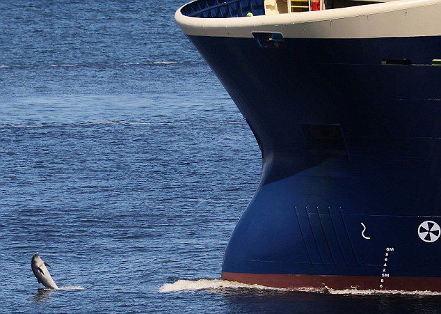 摄影师在苏格兰海域拍摄到一群海豚围绕轮船嬉戏的画面