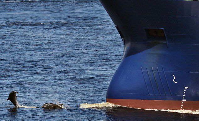 摄影师在苏格兰海域拍摄到一群海豚围绕轮船嬉戏的画面