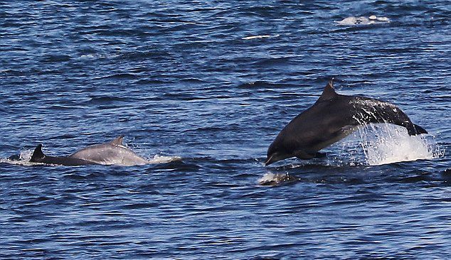 摄影师在苏格兰海域拍摄到一群海豚围绕轮船嬉戏的画面